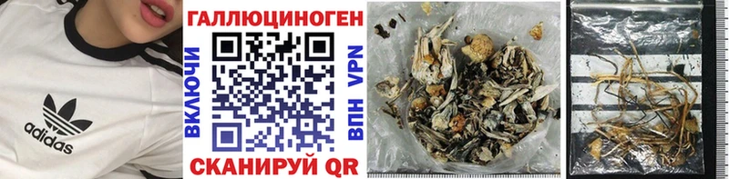 сколько стоит  Кандалакша  Псилоцибиновые грибы Psilocybe 